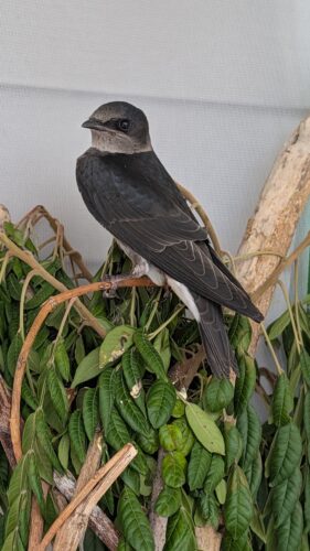 CROW reunites rehabilitated purple martin with Cape Coral colony